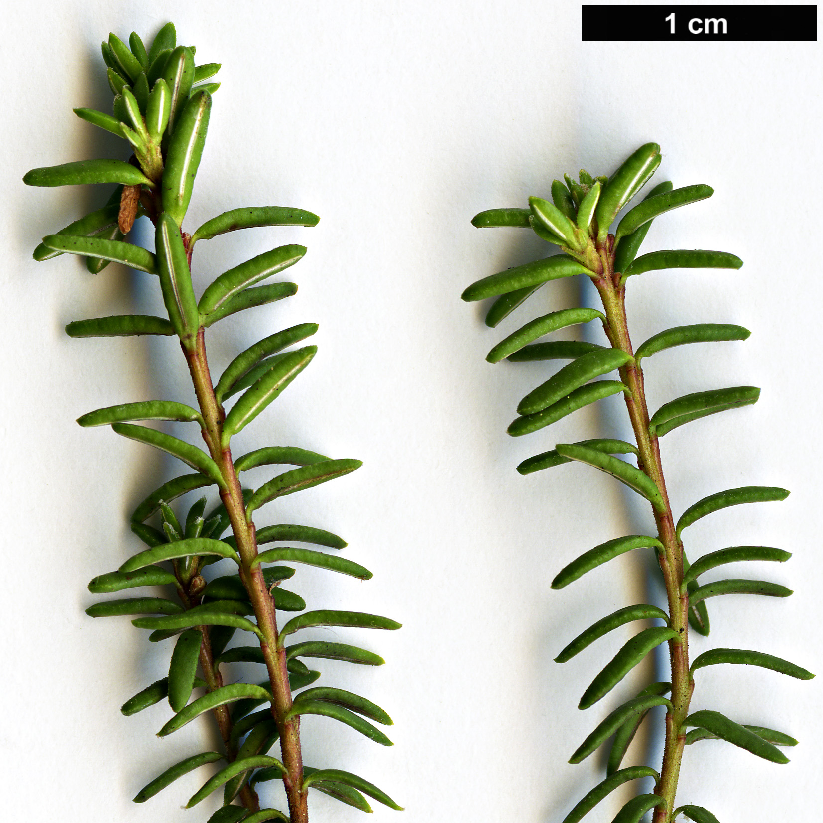 High resolution image: Family: Ericaceae - Genus: Empetrum - Taxon: nigrum - SpeciesSub: subsp. hermaphroditum